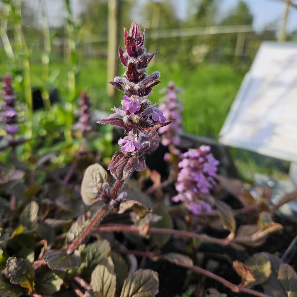 Ajuga reptans- zenegroen