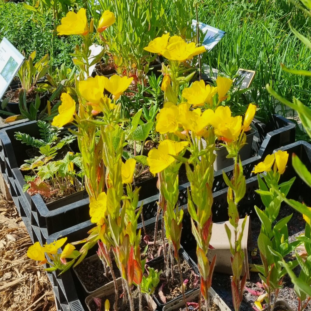 Oenothera missouriensis - Lage teunsibloem