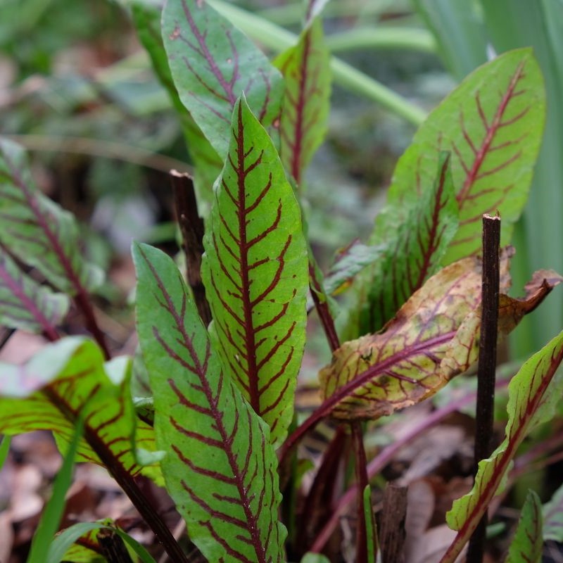 Rumex sanguineus - Bloedzuring