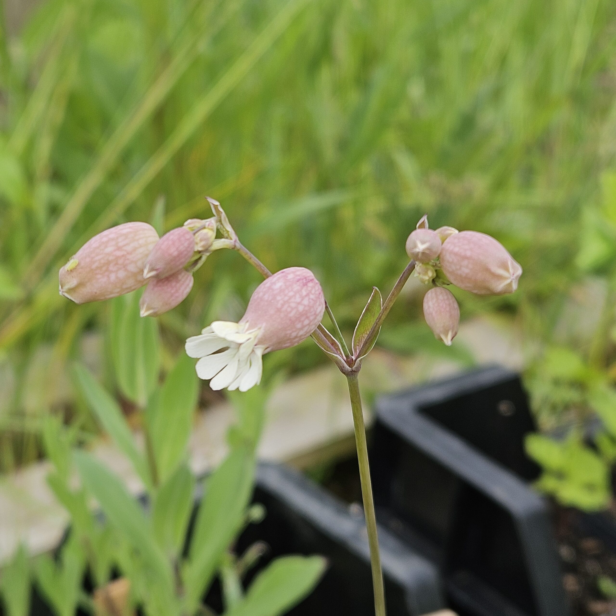 Silene vulgaris - Blaassilene