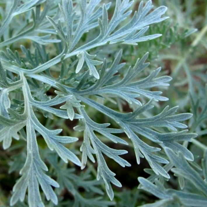 Artemisia absinthium Silverado - Absintalsem