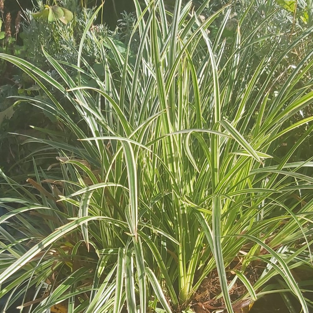 Carex - Zegge