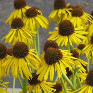 Echinacea paradoxa - Zoonehoed