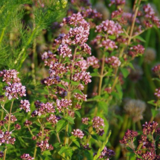 Origanum vulgare - Wilde marjolein