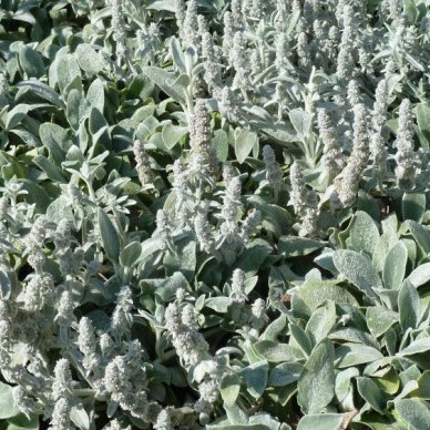 Stachys byzantina - Ezelsoor