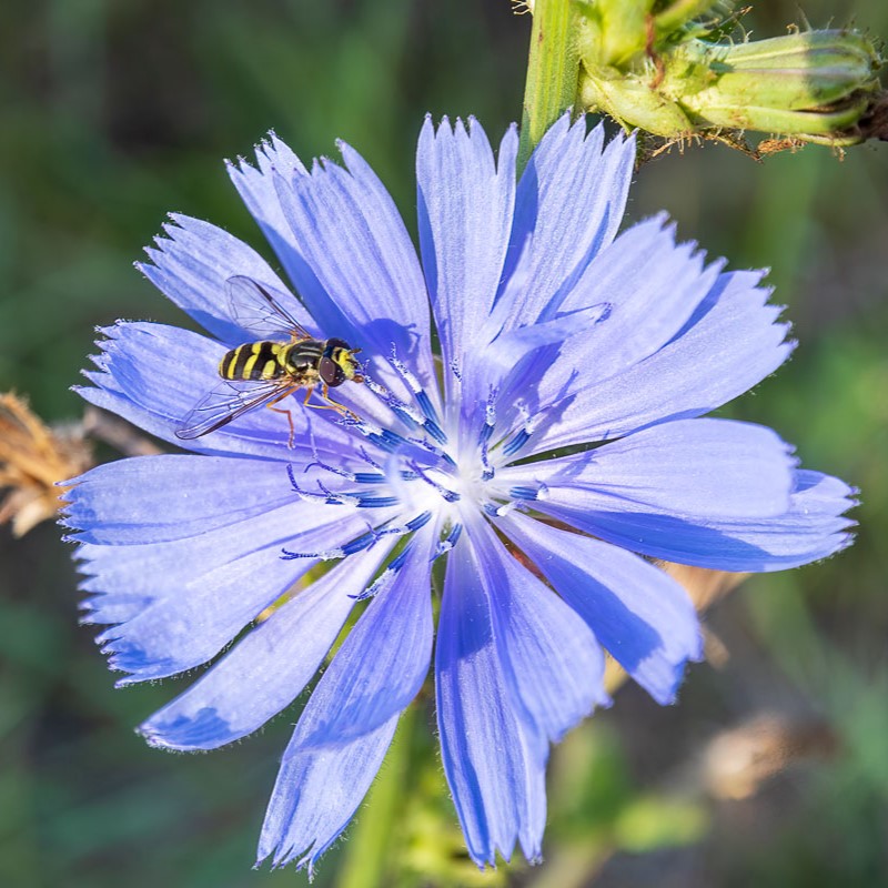 wilde cichorei